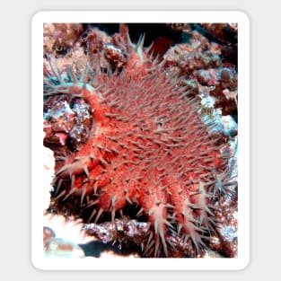 Crown of Thorns Starfish Sticker